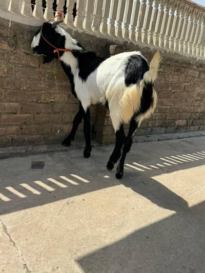 qurbani Bakra for sale