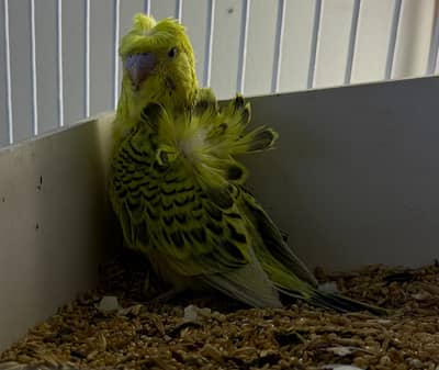 Lemon TCB Budgie Australian