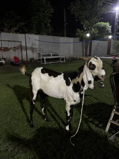 Bakra For Sale