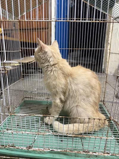 Persian brown colour cat for sale