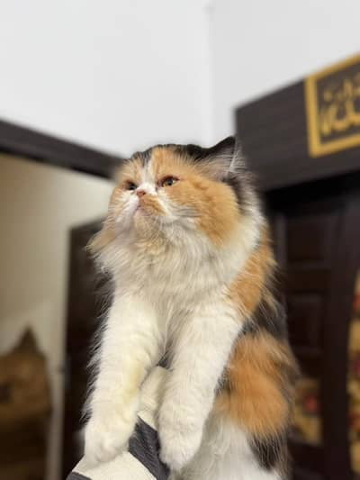 calico adult female cat