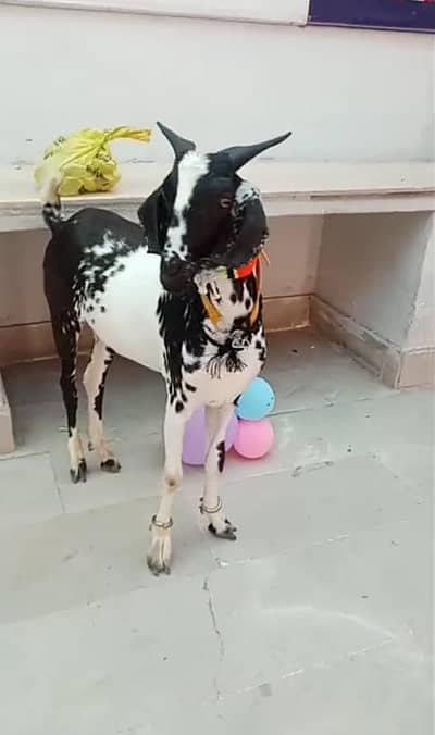 2 dant khassi bakra for sale