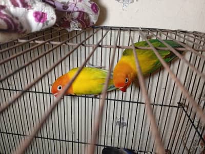 love birds