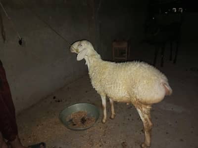 white colour dumba chakki wala lyla