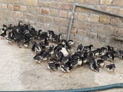 Black Australorp chicks