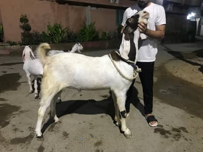 4 dant bakra