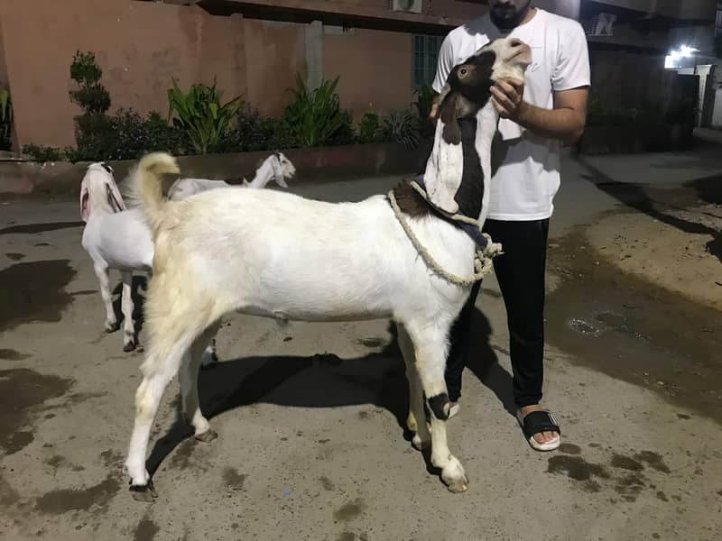 4 dant bakra 0