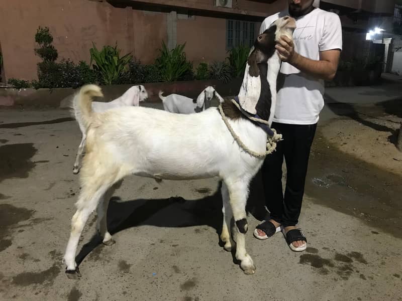 4 dant bakra 1
