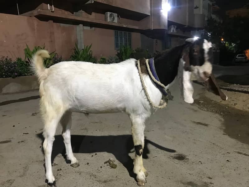 4 dant bakra 2