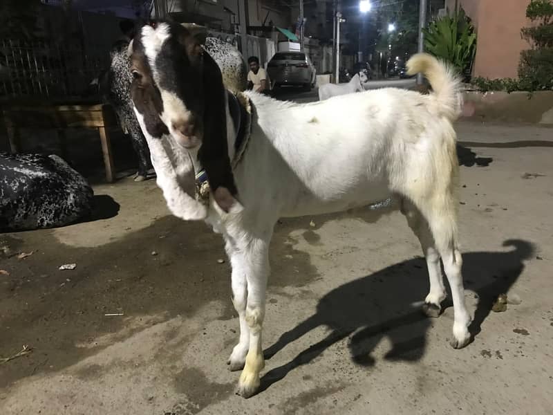 4 dant bakra 3