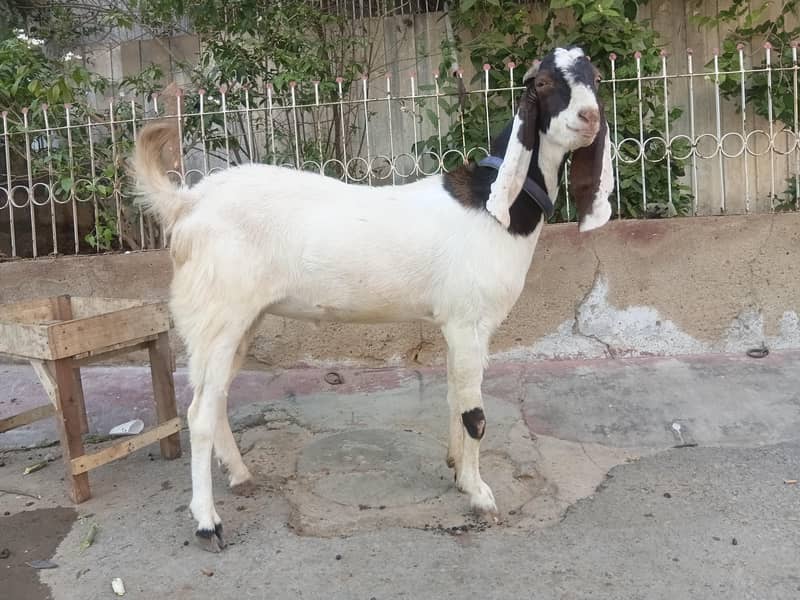 4 dant bakra 5
