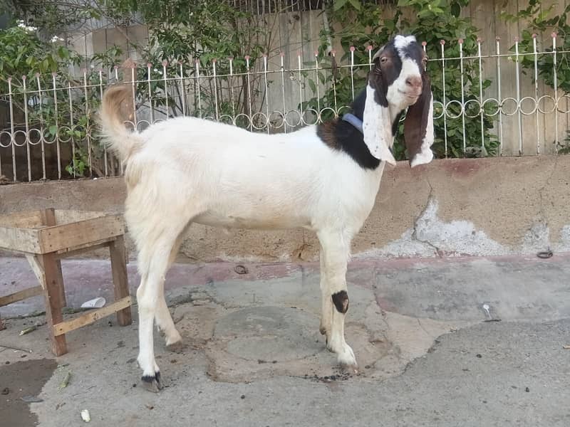 4 dant bakra 6