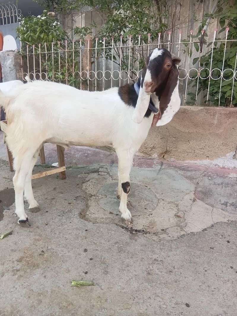 4 dant bakra 7