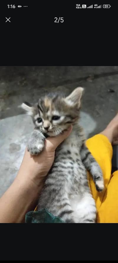 i am selling my beautiful little kitten