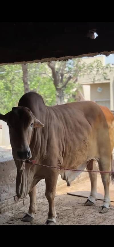 shaiwal bail