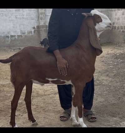 Heavy weight bakra