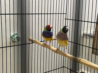 Budgies and gouldian breeder pairs