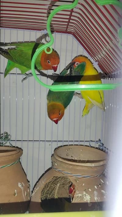 2 Fischers 2 lutino 2 voilet opaline with cage