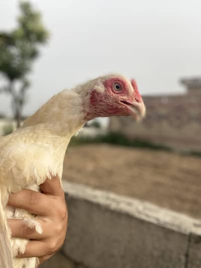 Aseel female