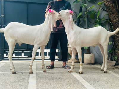 2 daant khassi Rajan puri bakray