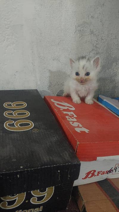 CUTE KITTEN FOR SALE. .