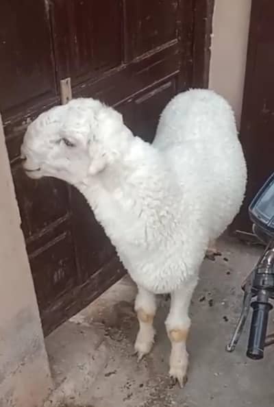 Mundra, Chatra, Kajla, Bakra