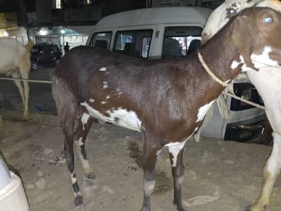 bakra for sale
