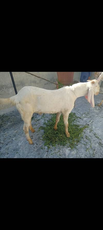GOAT (Donda bakra)