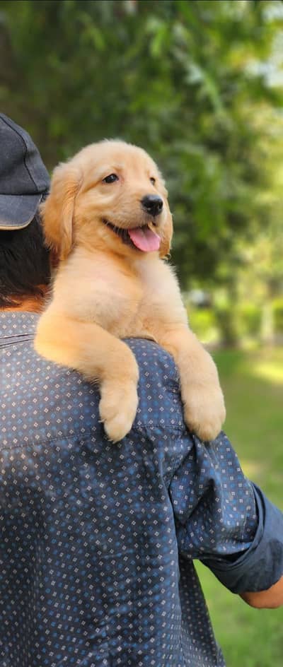 Golden retriver Pedigree Puppy | Golden Retriever Dog | Pups