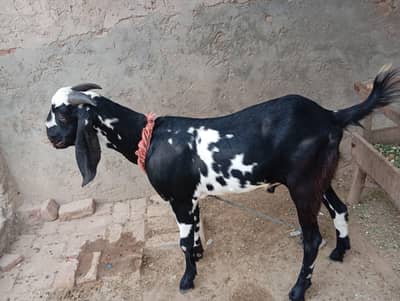 Beetal Bakra For Sale | 55 KG | Black & White | Healthy |  Khanewal
