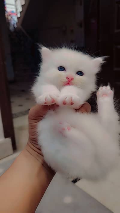 Pure Persian kitten male and female so looking beautiful