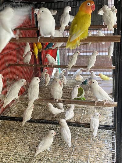 Love bird