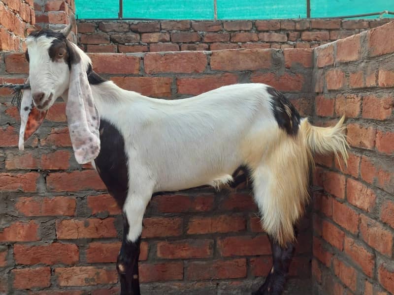 قربانی کے شاندار بکرے برائے فروخت 0