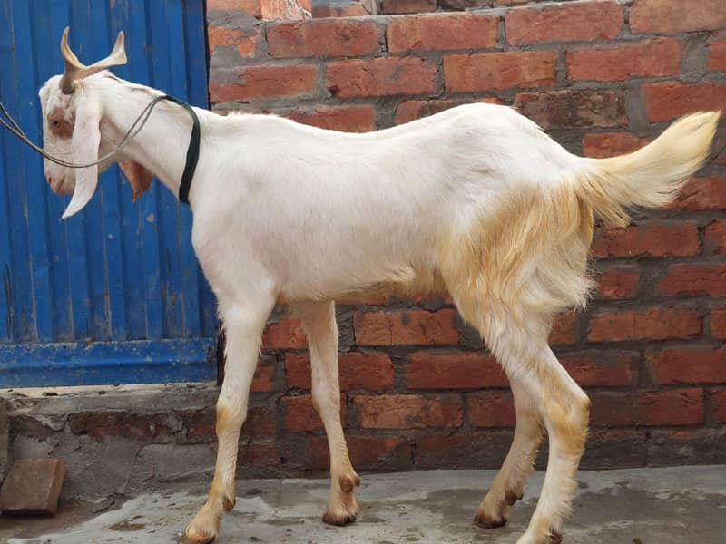 قربانی کے شاندار بکرے برائے فروخت 2