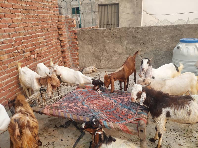 قربانی کے شاندار بکرے برائے فروخت 8