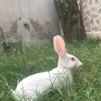 adult rabbit only male available urgent sale