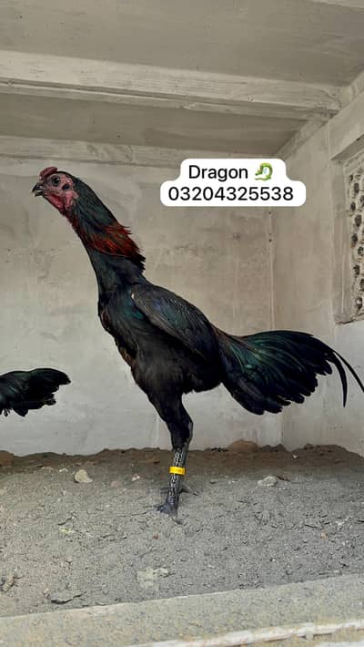 Dragon 03204325538