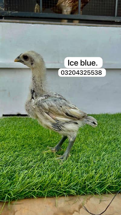 Dragon chicks 03204325538