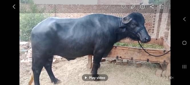 Qurbani k liay 2 dant katta faor sale
