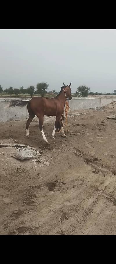 Brand wachara for sale