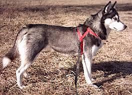 beautiful dogs 