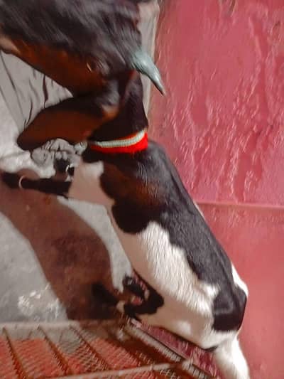 male goat with 2 teeth