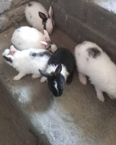 cute baby rabbits male and female