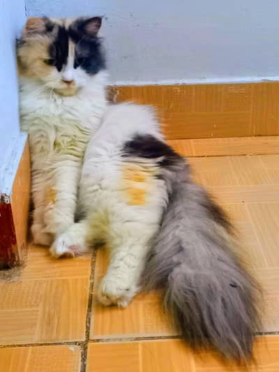 Pure Persian Female Cat (urgent)