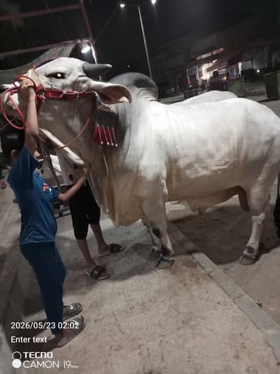 Qurbani 2026