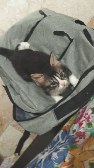 Beautiful Male kitten for sale l