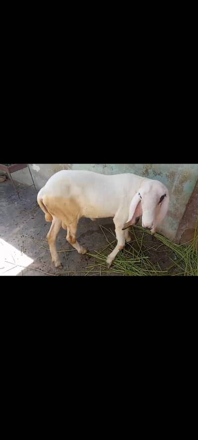 2dant ha bilkul ok ha03171180510