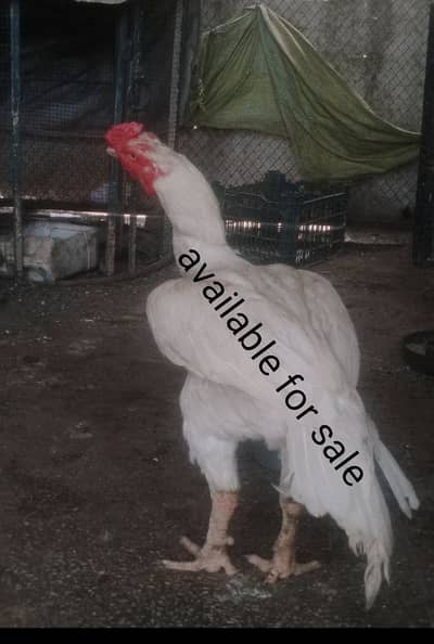 Hera aseel qualty male available in Rawalpindi