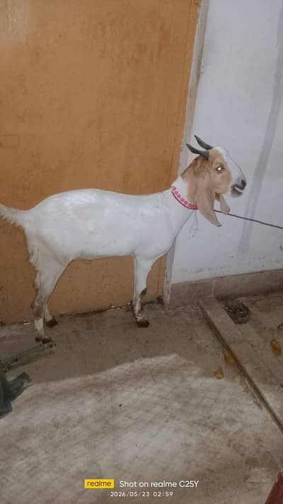 Bakra For Sale