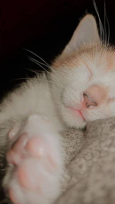 kitten
